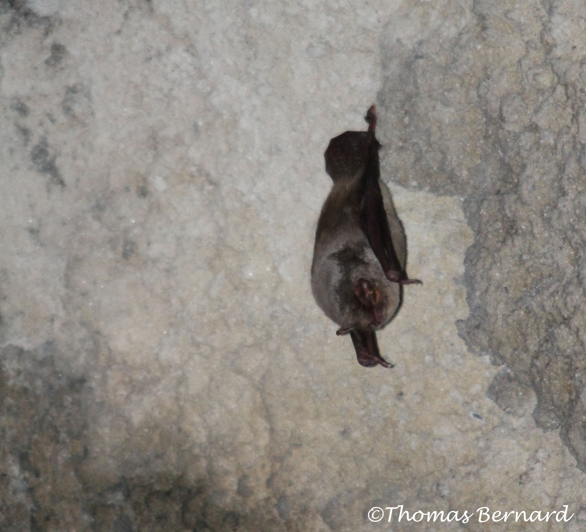 Minioptère de Schreiber en hibernation