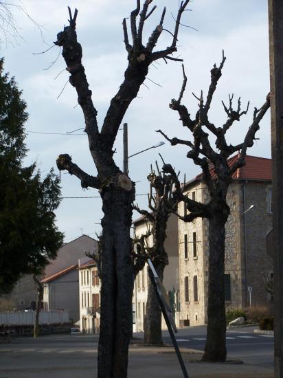 Arbres moches