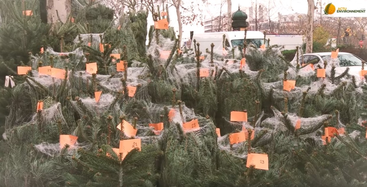 sapin